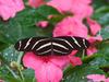 [Daily Photo CD03] Zebra Longwing Butterfly