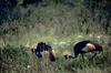 Black Crowned-crane (Balearica pavonina)