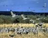 Sandhill Crane (Grus canadensis)