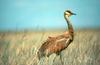 Sandhill Crane (Grus canadensis)