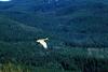 Sandhill Crane in flight (Grus canadensis)