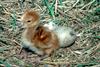 Sandhill Crane chick (Grus canadensis)