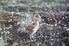 Sandhill Crane chick (Grus canadensis)