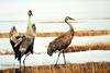 Sandhill Crane pair (Grus canadensis)