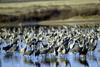 Sandhill Crane flock (Grus canadensis)