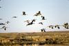 Sandhill Crane flock in flight (Grus canadensis)