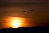 Sandhill Crane pair in flight (Grus canadensis)