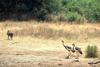 Black Crowned-crane pair (Balearica pavonina)