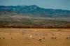 Sandhill Crane flock (Grus canadensis)