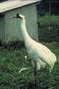 Whooping Crane (Grus americana)