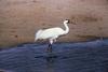 Whooping Crane (Grus americana)