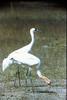 Whooping Crane with fledgling (Grus americana)