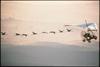 Whooping Crane flock in flight (Grus americana)