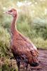 Young Sandhill Crane (Grus canadensis)