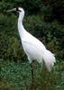 Whooping Crane (Grus americana)