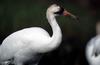 Whooping Crane (Grus americana)