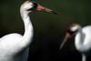 Whooping Crane (Grus americana)