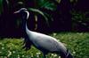 Demoiselle Crane (Anthropoides virgo)