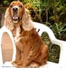 Dog (called 'Tomas')