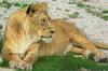 Lion (Cindy)