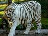 White Siberian-Tiger (Hulan)