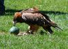 Black-breasted buzzard (Hamirostra melanosternon) 2