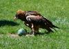 Black-breasted buzzard (Hamirostra melanosternon)