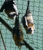 flying foxes 4