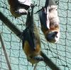 flying foxes 3