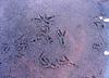Crow footprints (Coridae)