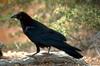 Common Raven (Corvus corax)