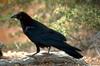 Common Raven (Corvus corax)