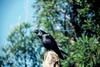 Common Raven (Corvus corax)