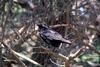 Common Raven (Corvus corax)