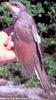 Yellow-billed Cuckoo (Coccyzus americanus)