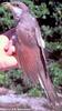 Yellow-billed Cuckoo (Coccyzus americanus)