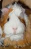 Guinea Pig 1