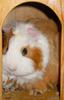 Guinea Pig 2