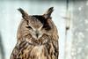 Eurasian Eagle Owl (Bubo bubo)