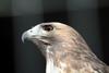 붉은꼬리매 Buteo jamaicensis (Red-tailed Hawk)