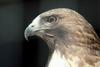 Red-tailed Hawk (Buteo jamaicensis)