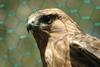 말똥가리 Buteo buteo japonicus (Common Buzzard)