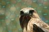 말똥가리 Buteo buteo japonicus (Common Buzzard)