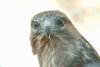 말똥가리 Buteo buteo japonicus (Common Buzzard)