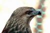 말똥가리 Buteo buteo japonicus (Common Buzzard)