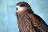 솔개 Milvus migrans lineatus (Eurasian Black Kite)