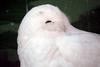 흰올빼미 Nyctea scandiaca (Snowy Owl)