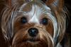 Yorkie