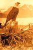 Bald Eagle (Haliaeetus leucocephalus)