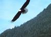 Bald Eagle in flight (Haliaeetus leucocephalus)